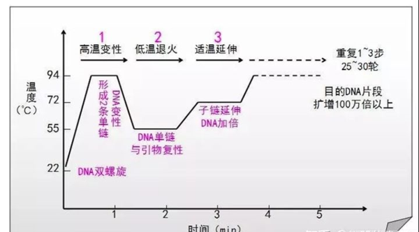 定性pcr仪是什么“PCR仪”的诞生和发展-上海聚慕医疗器械有限公司